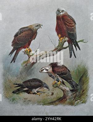 Schwarzer Kite (Milvus migrans), roter Kite (Milvus milvus) und Honig-Bussard (Pernis apivorus) unten, Vintage-Aquarellillustration von 1915. Original des schottischen Künstlers Archibald Thorburn. Stockfoto