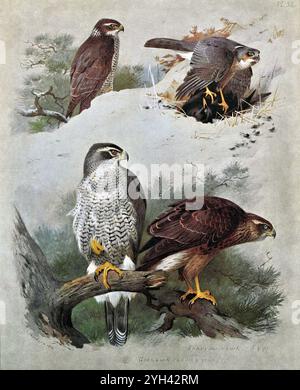 Sparrowhawk (Accipiter nisus) oben und Goshawk (Accipiter gentilis) unten, Vintage Aquarellillustration aus dem Jahr 1915. Original des schottischen Künstlers Archibald Thorburn. Stockfoto