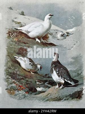 Ptarmigan (Lagopus muta) mit Winter- und Sommergefieder, Vintage Aquarellillustration von 1915. Original des schottischen Künstlers Archibald Thorburn. Stockfoto