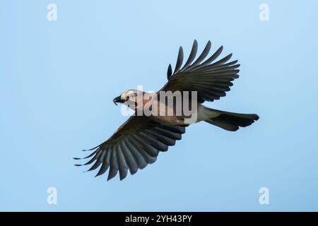 Rottweil, Deutschland. November 2024. Ein jay fliegt am blauen Himmel in der Sonne. Quelle: Silas Stein/dpa/Alamy Live News Stockfoto