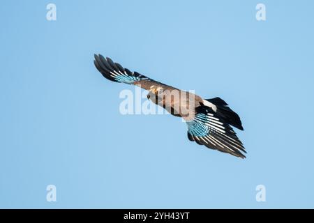 Rottweil, Deutschland. November 2024. Ein jay fliegt am blauen Himmel in der Sonne. Quelle: Silas Stein/dpa/Alamy Live News Stockfoto