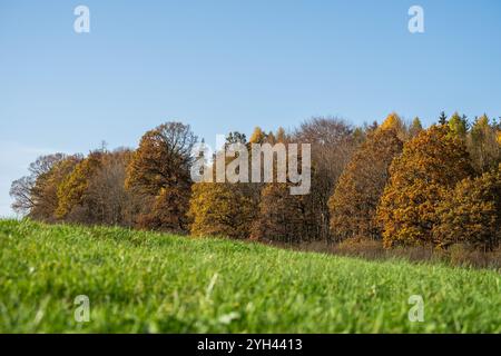 Rottweil, Deutschland. November 2024. Die Sonne scheint auf dem Linsenbergweiher bei Rottweil. Die Bäume sind hell gefärbt. Quelle: Silas Stein/dpa/Alamy Live News Stockfoto