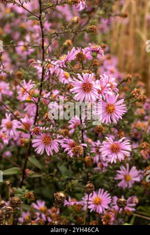 Wunderschönes Gänseblümchen-ähnliches Symphyotrichum Laeve 'Glow in the Dark'. Natürliches Nahaufnahme blühendes Pflanzenporträt. Aufmerksamkeit erregend, schön, blühend, rot Stockfoto