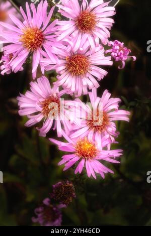 Wunderschönes Gänseblümchen-ähnliches Symphyotrichum Laeve 'Glow in the Dark'. Natürliches Nahaufnahme blühendes Pflanzenporträt. Aufmerksamkeit erregend, schön, blühend, rot Stockfoto