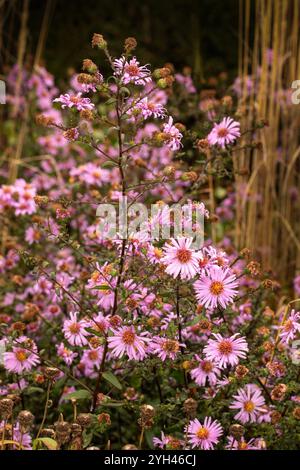 Wunderschönes Gänseblümchen-ähnliches Symphyotrichum Laeve 'Glow in the Dark'. Natürliches Nahaufnahme blühendes Pflanzenporträt. Aufmerksamkeit erregend, schön, blühend, rot Stockfoto