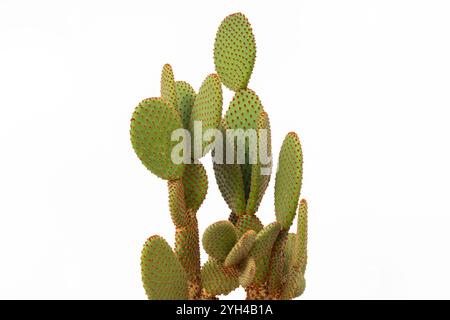 Nahaufnahme von Opuntia Microdasys Cactus mit Spiky Red Pads Stockfoto