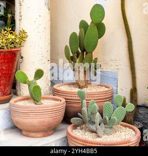 Drei verschiedene Farben von Opuntia Microdasys Hasenohren Kakteen Rot, weiß und Gelb Kakteen in Tontöpfen auf der Außenterrasse Stockfoto