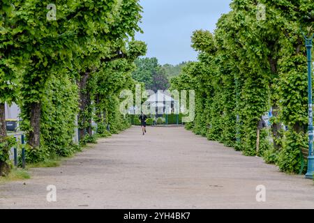 Bonn, Deutschland - 21. Mai 2024 : Blick auf eine Person, die zwischen schönen grünen Bäumen am Rhein in Bonn joggt Stockfoto