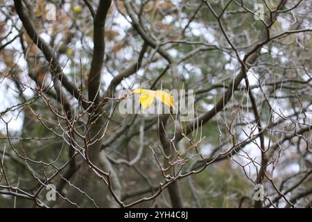 Trister Novembertag in Hamburg: An einem Baum im Stadtpark hängen nur wenige Blätter. *** Düsterer Novembertag in Hamburg hängen nur wenige Blätter an einem Baum im Stadtpark Stockfoto