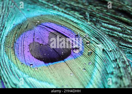 Schöne helle Pfauenfeder mit Wassertropfen als Hintergrund, Makroansicht Stockfoto
