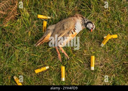 Ein Rebhühner, der während eines Schießens auf einem schottischen Landgut erschossen wurde, umgeben von leeren/gebrauchten Schrotflintenpatronen. Stockfoto