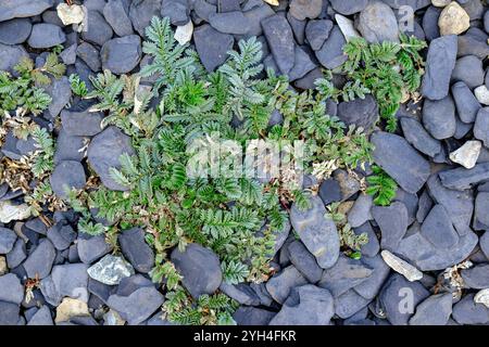 Silverweed wächst wild zwischen Steinen an einem Strandabschnitt an der Küste des südlichen Ölands bei Södra Udde, Öland, Kalmar län, Schweden. Stockfoto