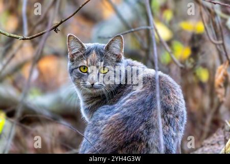 Die Hauskatze im Park Stockfoto