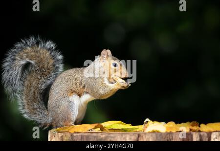 Porträt eines grauen Eichhörnchens, das Nuss auf einem Baumstumpf isst, im Herbst, Großbritannien. Stockfoto