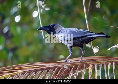 Die Single House Crow (Corvus splendens), auch als Grauhals Crow bekannt, liegt auf einem Barsch. Stockfoto