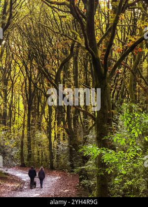 Zwei Menschen laufen mit Hund durch Herbstbäume in Rivington bei Chorley, Lancashire, Großbritannien Stockfoto