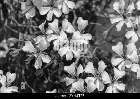 Pelargonium peltatum (Efeublättriges pelargonium) weiße Blüte, eine ausdauernde Pflanze mit herzförmigen Blättern in Schwarz-weiß Stockfoto