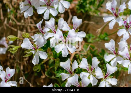 Pelargonium peltatum (Efeublättriges pelargonium) weiße Blüte, eine ausdauernde Pflanze mit herzförmigen Blättern Stockfoto