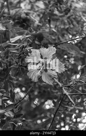 Schwarz-weiße Hibiskusblüte in der Familie der Malven, Malvaceae Stockfoto