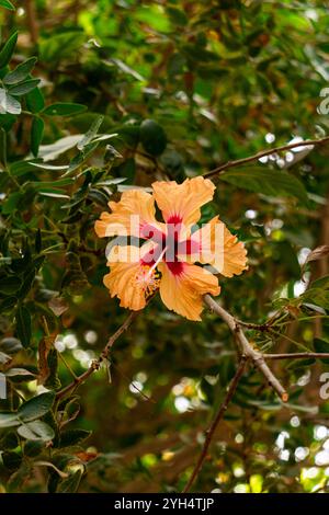 Orange und rosa Mitte Hibiskusblüte in der Malvenfamilie Malvaceae Stockfoto