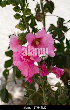 Alcea rosea, der gewöhnliche Hollyhock, eine Zierblume, die rosa Blüte blüht Stockfoto