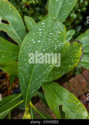 Nahaufnahme eines Wassertropfen auf grünem Blatt. Regen in Regenwaldblättern. Naturbegriffshintergrund Stockfoto