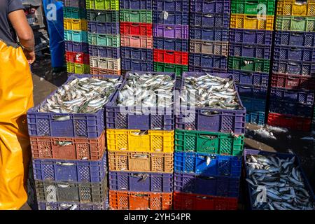 Gestapelte Kisten mit täglich gefangenen Sardinen in einem Seehafen. Stockfoto