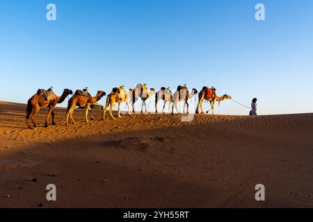 Ein Kamelfahrer führt Kamele in der Sahara in Marokko, Afrika. Stockfoto