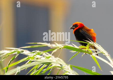 Der südliche Rote Bischof Euplectes orix, auch bekannt als Roter Bischof oder Orange Weaver, thront auf einem Grashalm im natürlichen Lebensraum Enugu, Nigeria Stockfoto