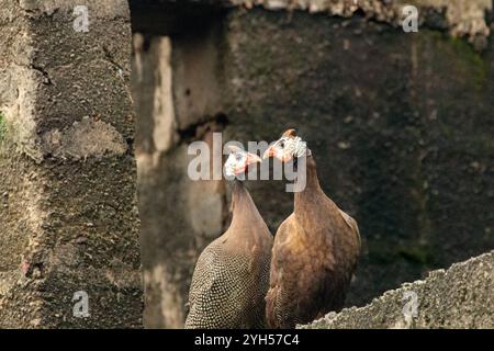 Ein Paar Perlhühner mit Helm, Numida meleagris, die auf einem Fenstervorsprung in einer städtischen Ruine in Enugu, Nigeria thronten Stockfoto