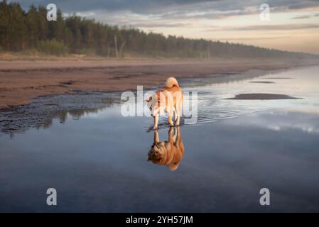 Der rote shiba inu Hund läuft am Ostseestrand Stockfoto