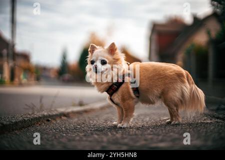 Ein Chihuahua (Canis Lupus familiaris) steht auf einer Straße und beobachtet die Umgebung aufmerksam. Das Bild wird aus einem niedrigen Winkel aufgenommen, in hoher Helligkeit Stockfoto