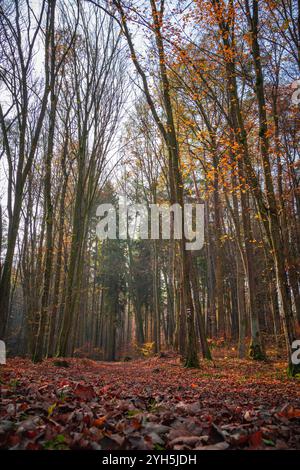 Ein lebhafter Herbstwald wird vom warmen Glanz der untergehenden Sonne erleuchtet. Der Boden ist mit einer dicken Schicht gefallener Blätter in verschiedenen Schatten bedeckt Stockfoto