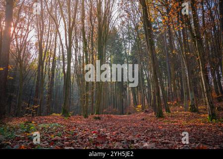 Ein lebhafter Herbstwald wird vom warmen Glanz der untergehenden Sonne erleuchtet. Der Boden ist mit einer dicken Schicht gefallener Blätter in verschiedenen Schatten bedeckt Stockfoto