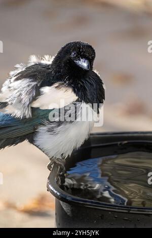 Eine nasse Elster (Corvidae) mit gerafften Federn thront auf dem Rand eines mit Wasser gefüllten schwarzen Behälters vor einem verschwommenen Hintergrund Stockfoto