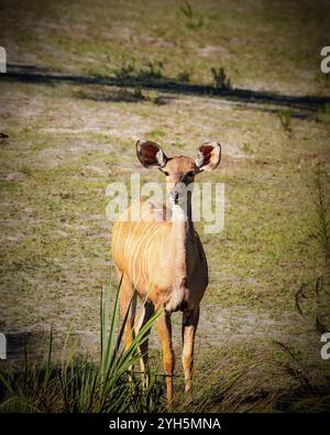 Ein Hirsch steht im Gras. Das Hirsch ist braun und hat einen weißen Streifen auf dem Rücken Stockfoto
