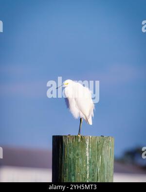 Ein weißer Vogel steht auf einem grünen Pfosten. Der Vogel sieht nach links. Der Himmel ist blau und klar Stockfoto