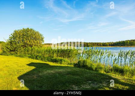 Blick auf das Ufer des Sees mit lebendigem grünem Gras, hohem Schilf und klarem blauem Wasser unter hellem Himmel. Schweden. Stockfoto