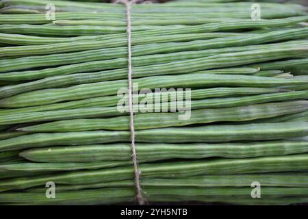 Frisch geerntete Bündel roher indischer Moriinga-Schoten oder Trommelstöcke auf einem lokalen Bauernmarkt in Jaipur, Indien. Stockfoto