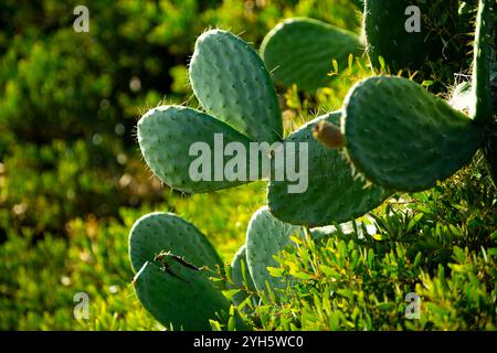 Kakteen- oder Kakteen-Pflanzen. Kaktuspflanzen Dorn. Hintergrundkaktus mit Dornen. Gründornkaktus. Große Kakteen. Exotische Pflanzen. Stockfoto
