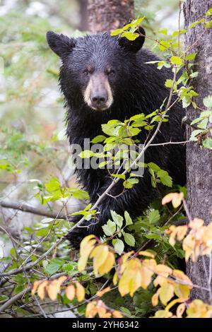 Ein Schwarzbär hält an, während er hawthorne-Beeren isst, um aus dem Baum zu schauen, den er im Grand Teton National Park, Wyoming, hochgeklettert ist. Stockfoto