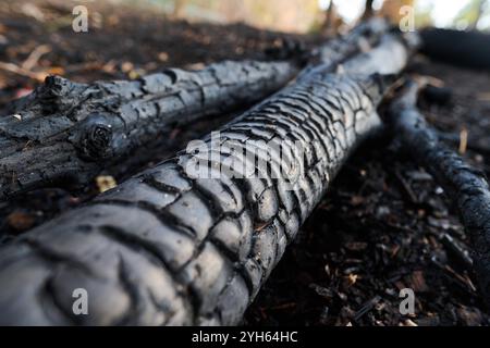 New York, New York, USA. November 2024. Verkohlte Baumstämme und verbrannte Erde sind die Überreste, die nach einem Brausenbrand im Prospect Park nach dem trockensten Herbst in der Geschichte der Tri-State-Gegend mehrere Stunden lang verbrannt wurden. Trockene Blätter und Bürste sorgen für leicht entzündliche Bedingungen. (Kreditbild: © Edna Leshowitz/ZUMA Press Wire) NUR REDAKTIONELLE VERWENDUNG! Nicht für kommerzielle ZWECKE! Stockfoto