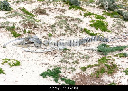 Buckelwal Skelett im Seal Bay Conservation Park, Kangaroo Island (Karta Pintingga), South Australia, Australien Stockfoto