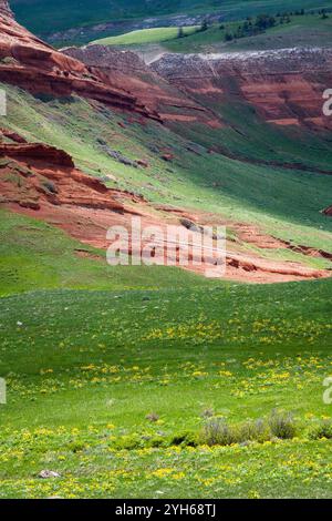 Balsamwurzel Wildblumen blühen unter einem Sandstein Hügel entlang der Chief Joseph-Autobahn im Nordwesten von Wyoming. Stockfoto