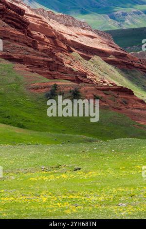 Balsamwurzel Wildblumen blühen unter einem Sandstein Hügel entlang der Chief Joseph-Autobahn im Nordwesten von Wyoming. Stockfoto