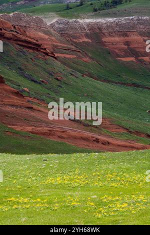 Balsamwurzel Wildblumen blühen unter einem Sandstein Hügel entlang der Chief Joseph-Autobahn im Nordwesten von Wyoming. Stockfoto