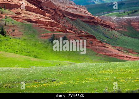 Balsamwurzel Wildblumen blühen unter einem Sandstein Hügel entlang der Chief Joseph-Autobahn im Nordwesten von Wyoming. Stockfoto