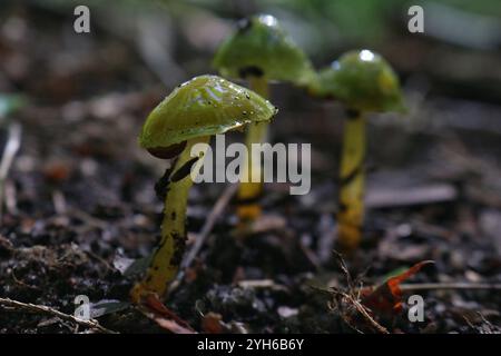 Winzige, glänzende Pilze auf dem Waldboden Stockfoto
