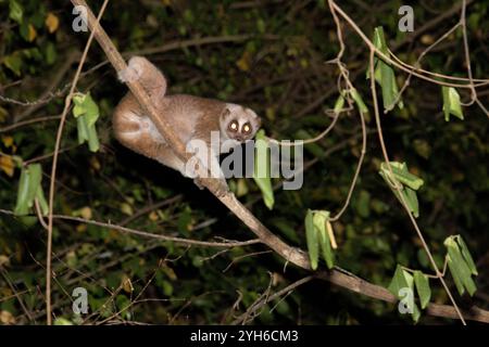 Bengalische Slow loris (Nycticebus bengalensis) Stockfoto