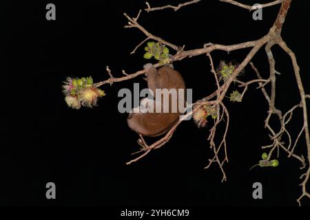 Bengalische Slow loris (Nycticebus bengalensis) Stockfoto